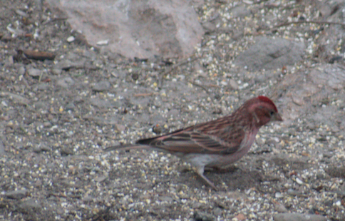 Cassin's Finch - Angela Hansen