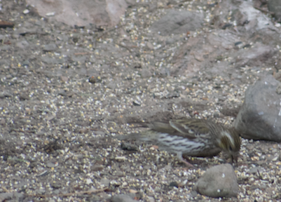 Cassin's Finch - Angela Hansen