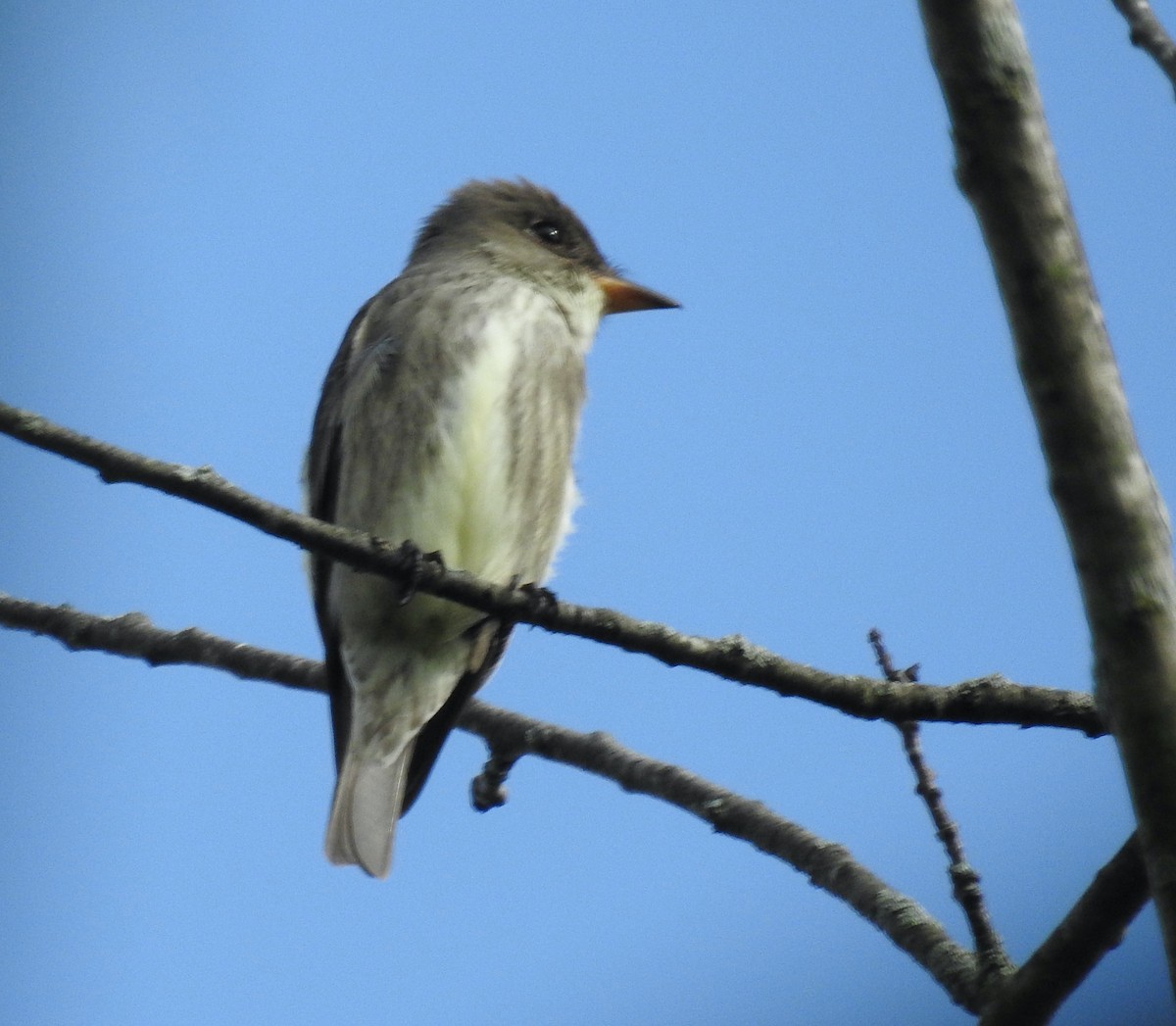 Olive-sided Flycatcher - Joseph Troy