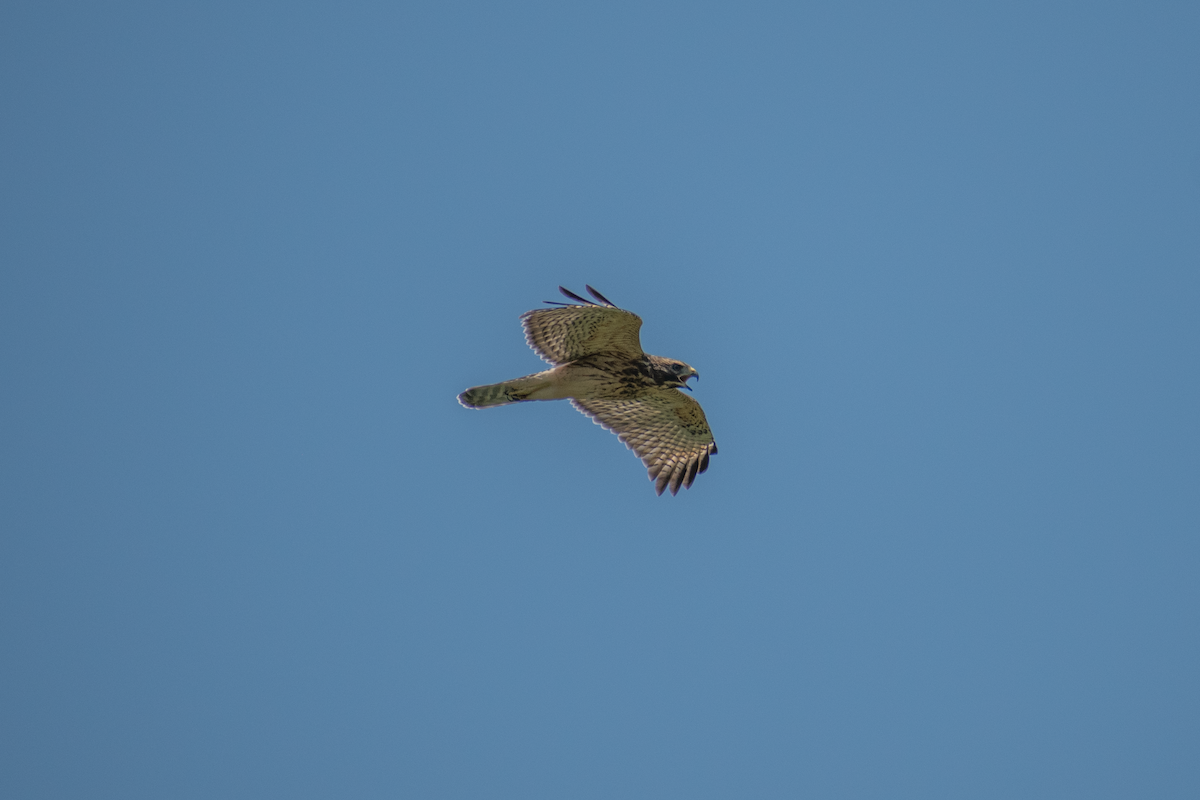 Red-shouldered Hawk - Neil D