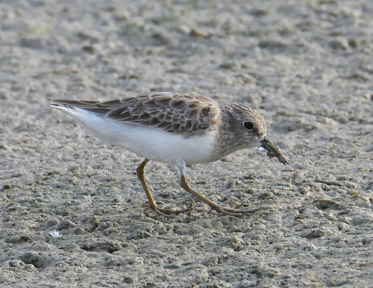 Least Sandpiper - Lynn & Dale Mason