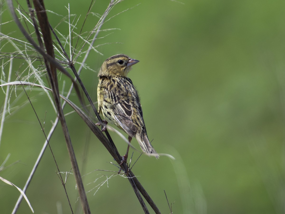 Bobolink - T C