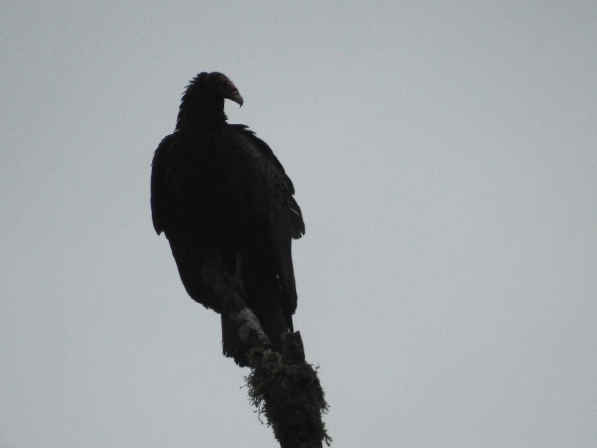 Turkey Vulture - Peter Erickson