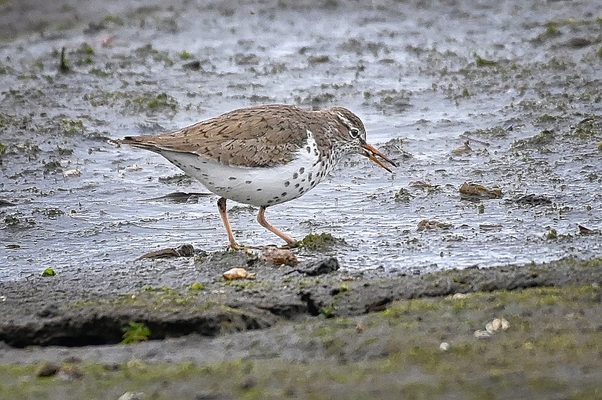 Spotted Sandpiper - ML619650254