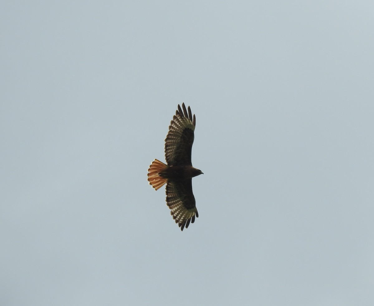 Red-tailed Hawk - ML619650257