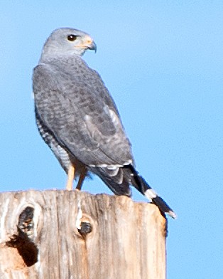 Gray Hawk - Kenneth Butler