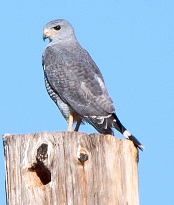 Gray Hawk - Kenneth Butler