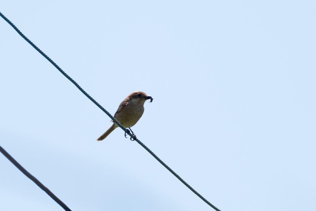 Bull-headed Shrike - Fran Kim