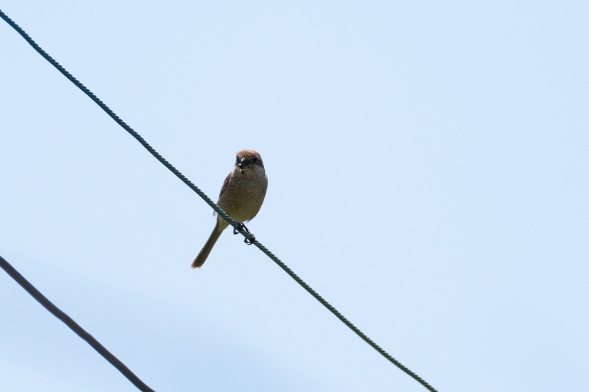 Bull-headed Shrike - Fran Kim