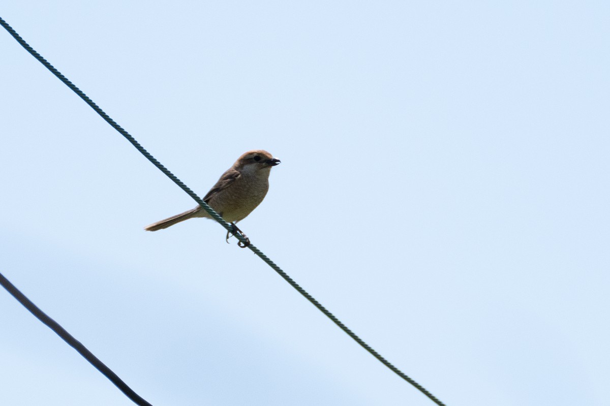 Bull-headed Shrike - Fran Kim