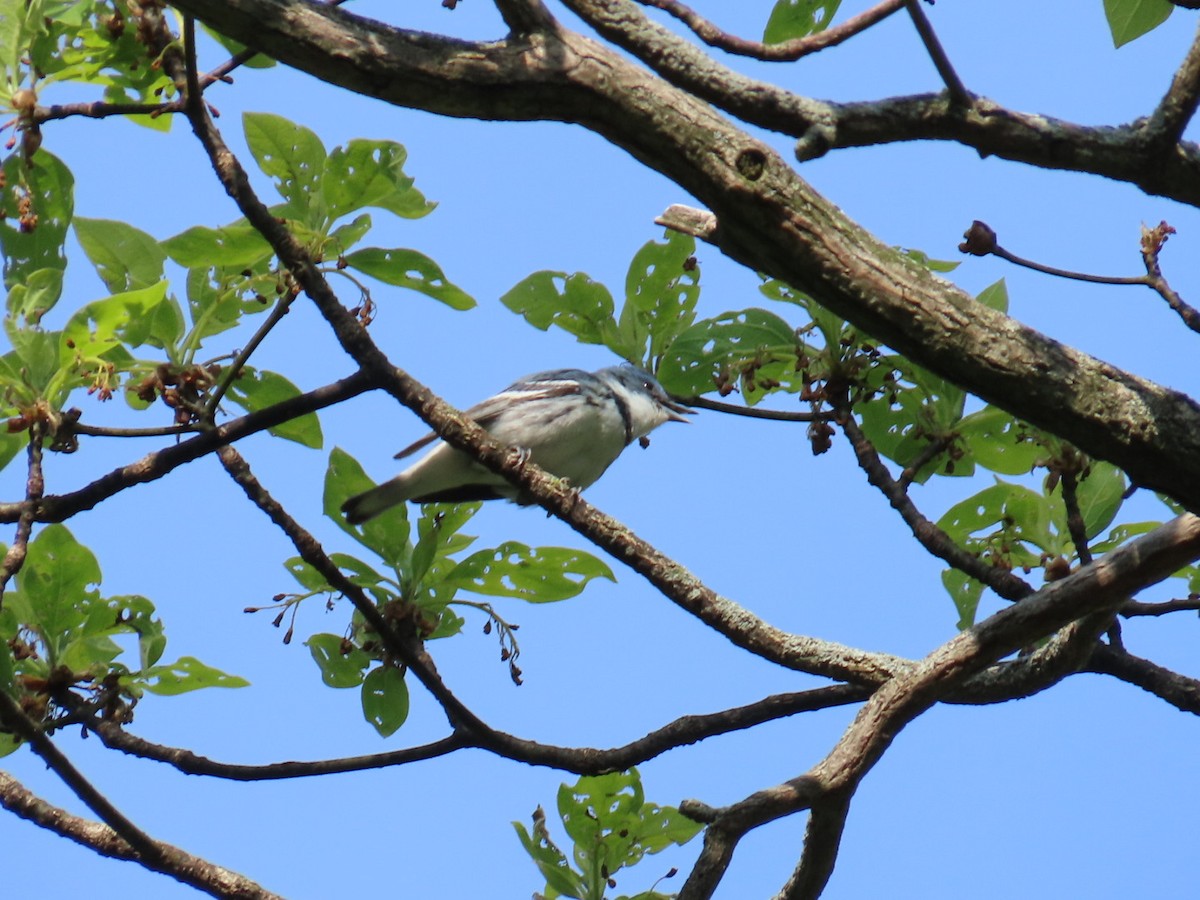 Cerulean Warbler - Kathy Broshous