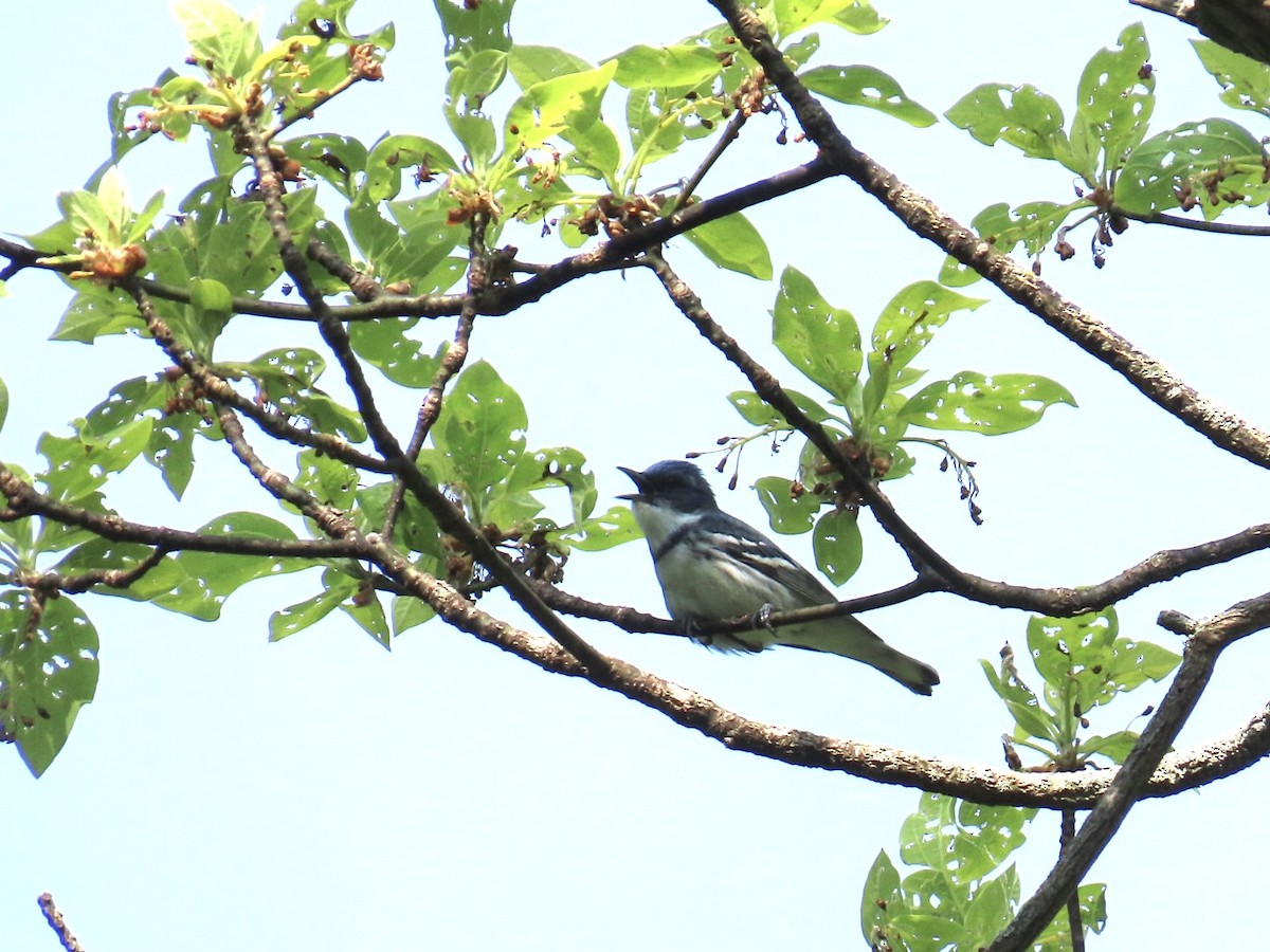 Cerulean Warbler - Kathy Broshous