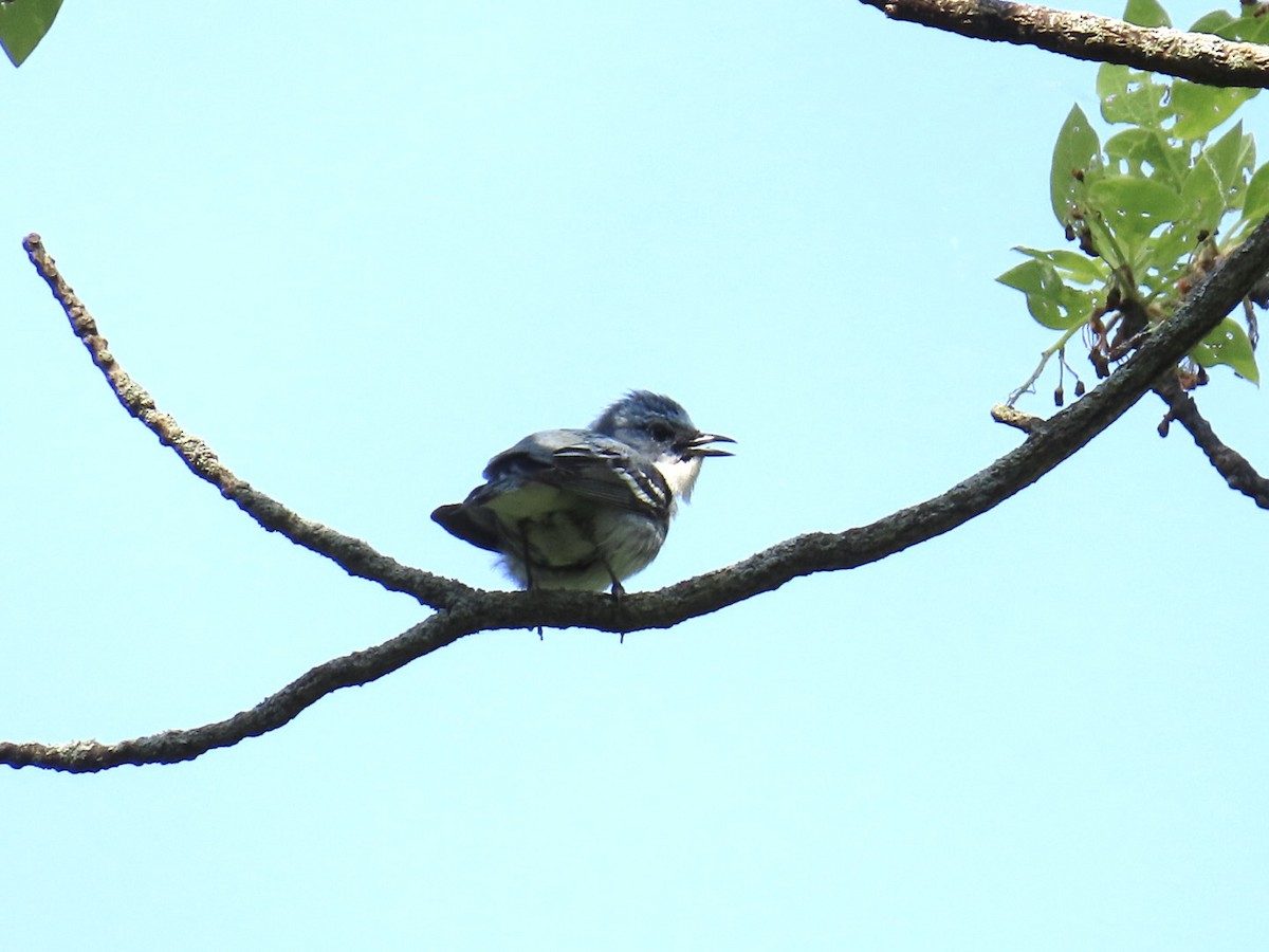 Cerulean Warbler - Kathy Broshous