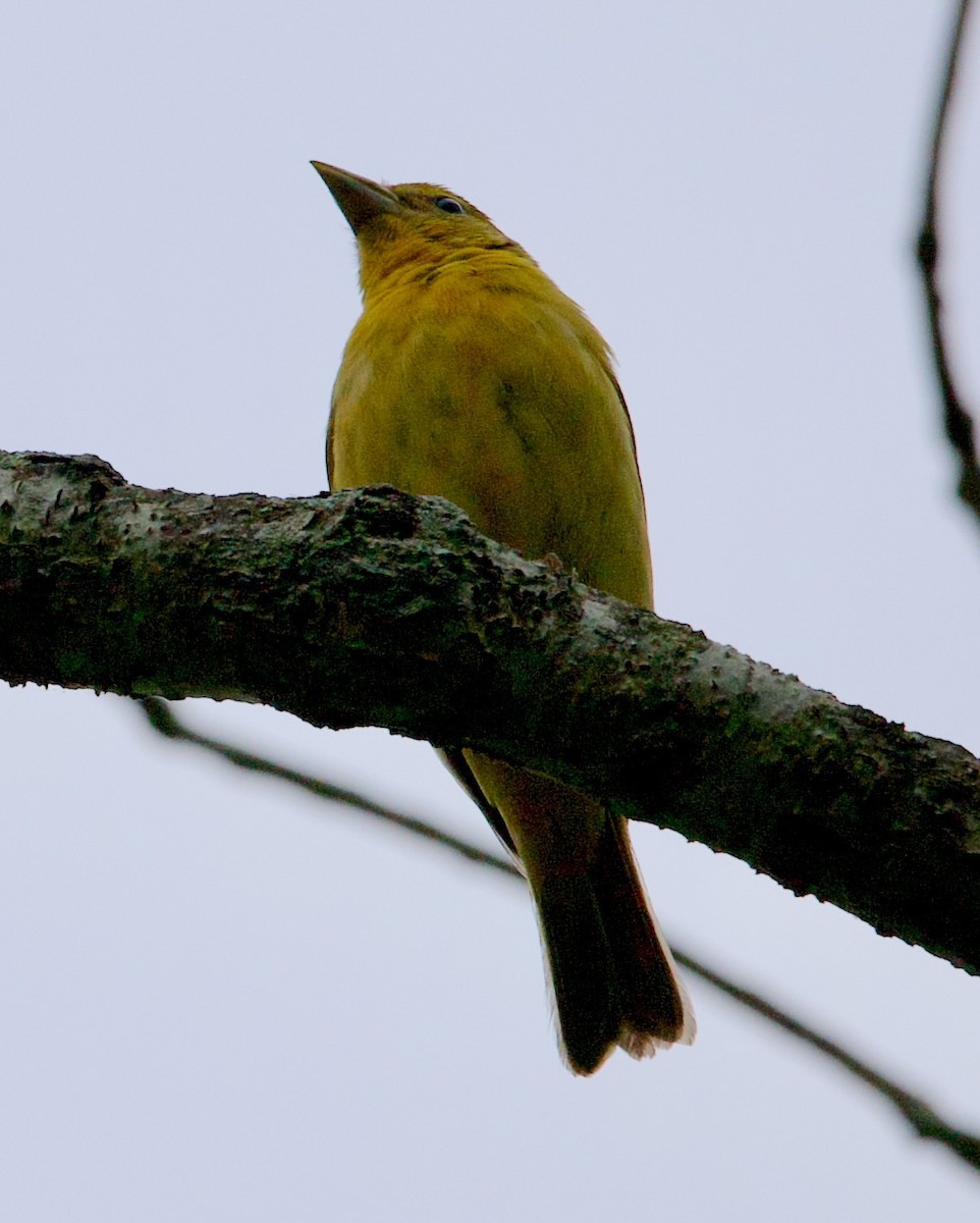 Summer Tanager - ML619650269