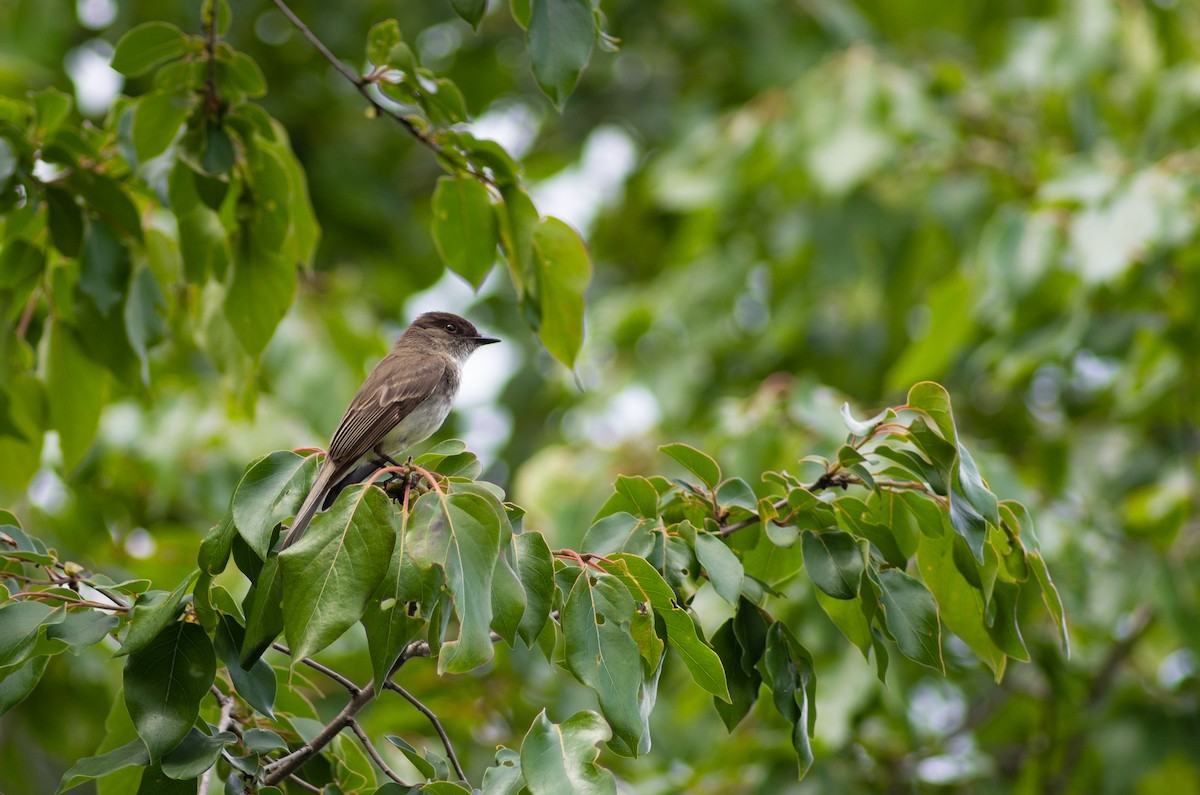 tyranovec domácí - ML619650272