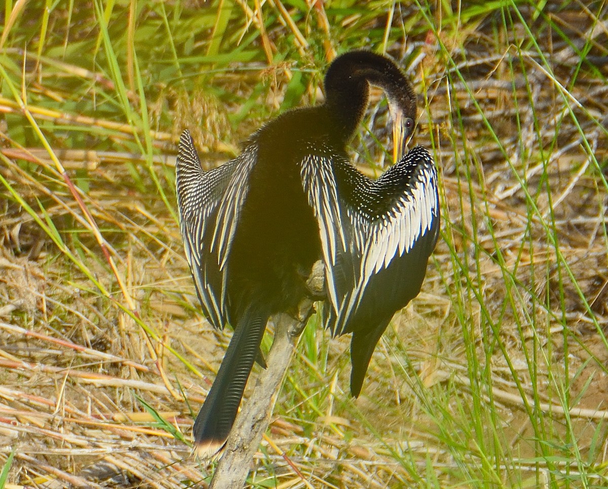 Anhinga d'Amérique - ML619650280