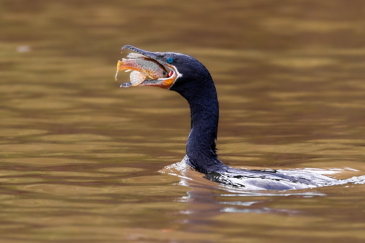 Neotropic Cormorant - João Vitor Andriola