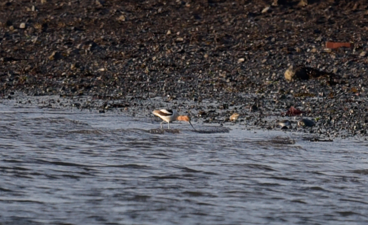 American Avocet - Guillaume Perron