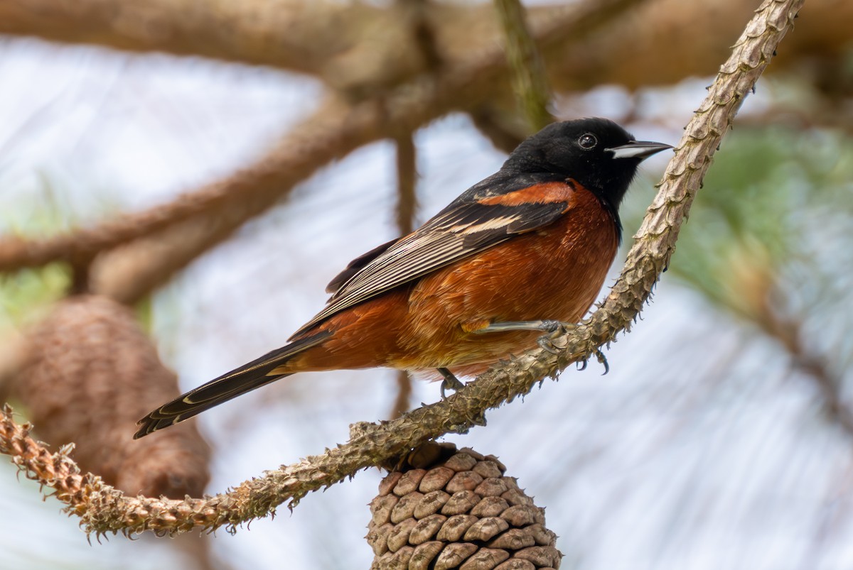 Orchard Oriole - ML619650290