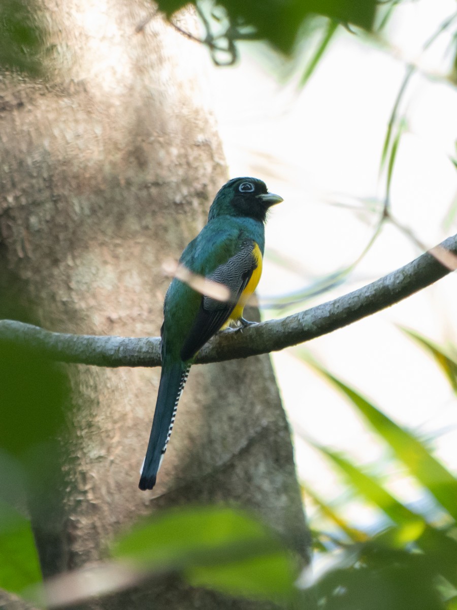 Northern Black-throated Trogon - ML619650292