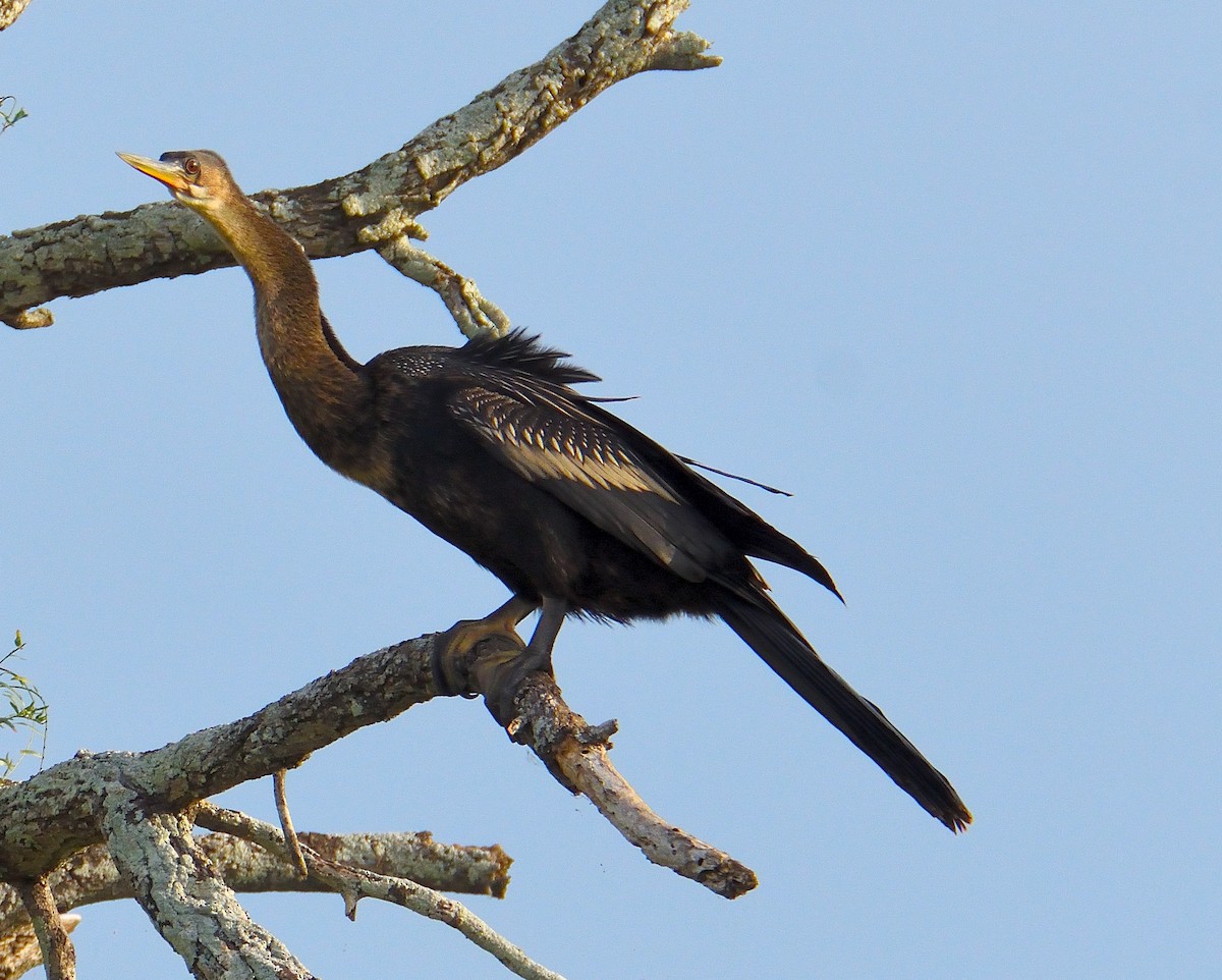 anhinga americká - ML619650296