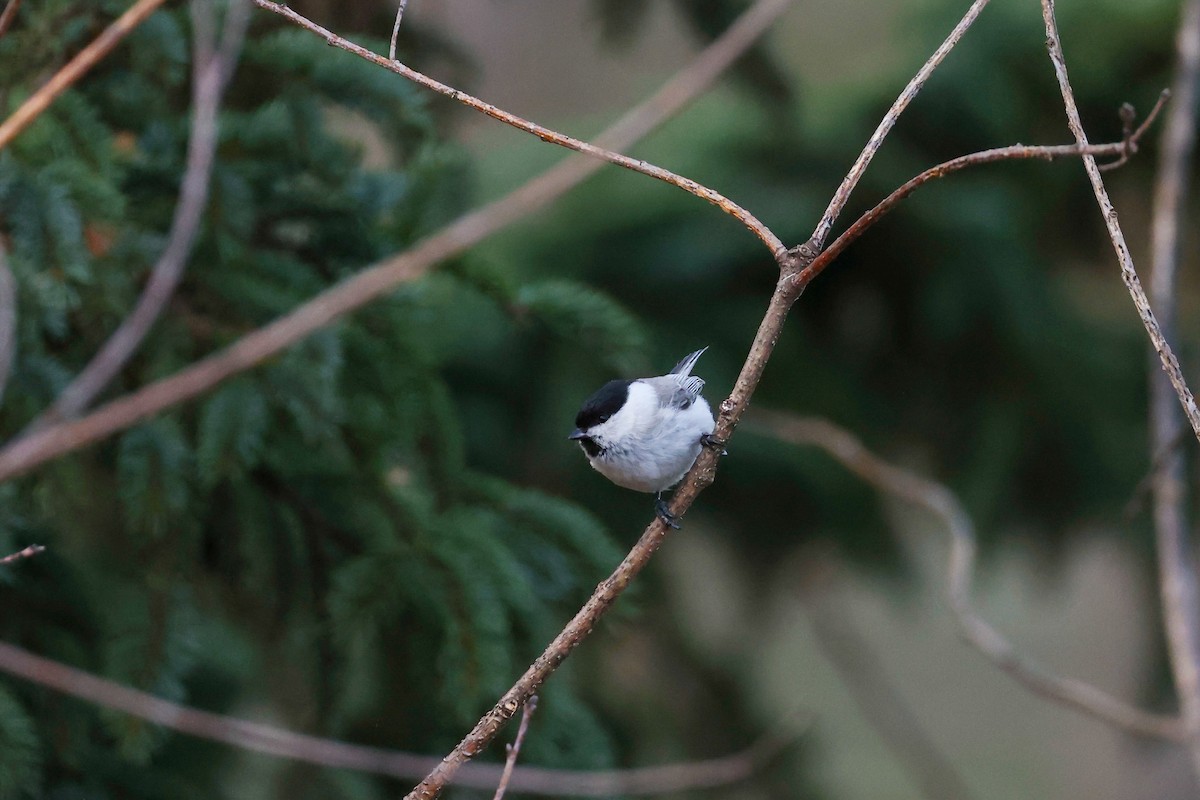 Marsh Tit - Joyce Huang