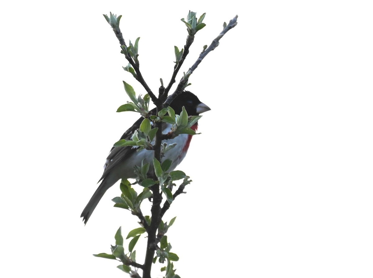 Rose-breasted Grosbeak - Kathy Marche