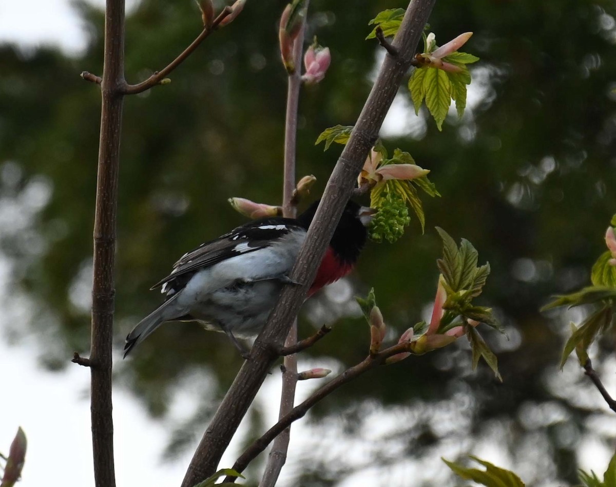 Rose-breasted Grosbeak - Kathy Marche