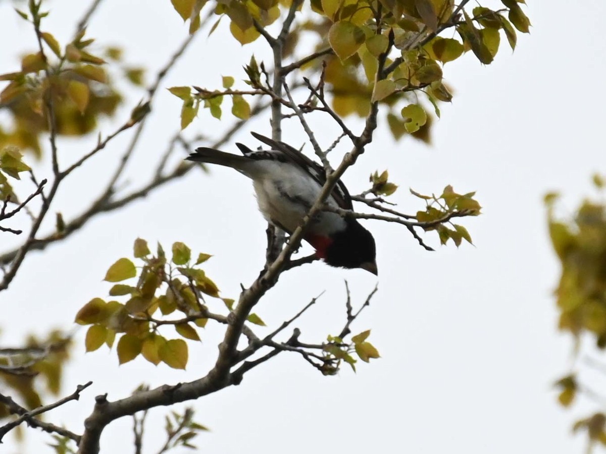 Rose-breasted Grosbeak - Kathy Marche