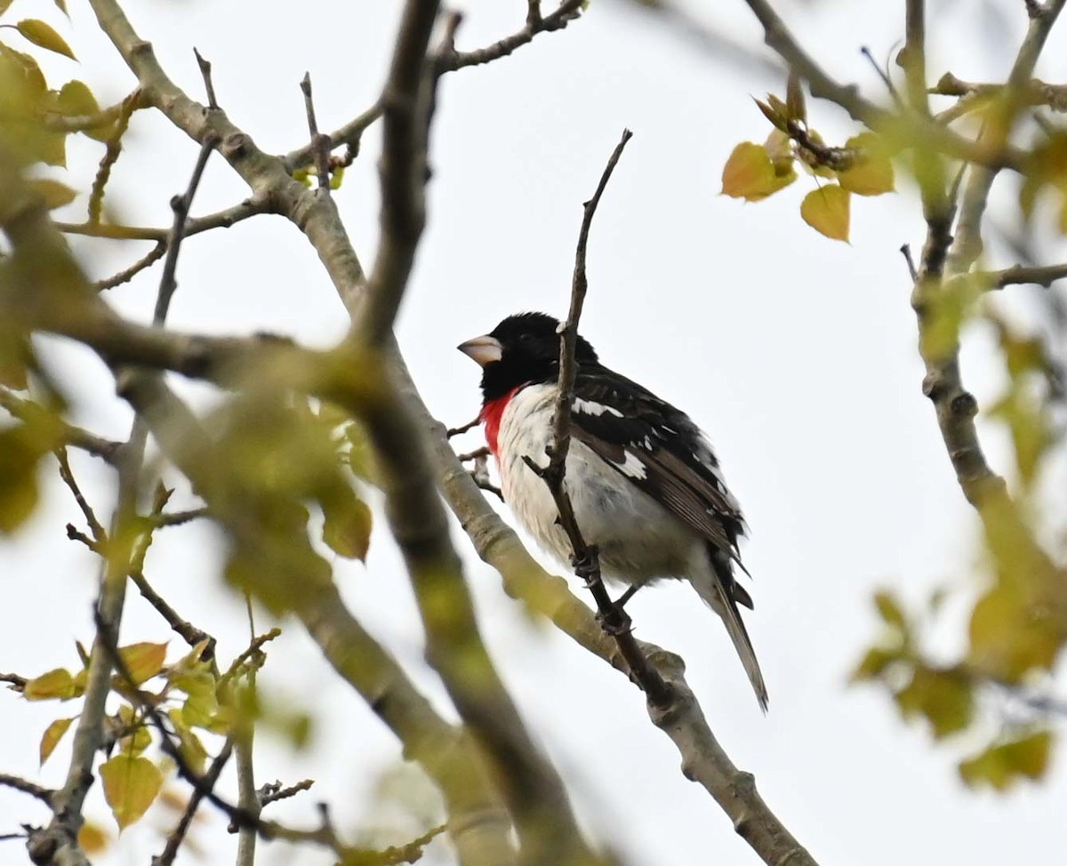 Rose-breasted Grosbeak - Kathy Marche