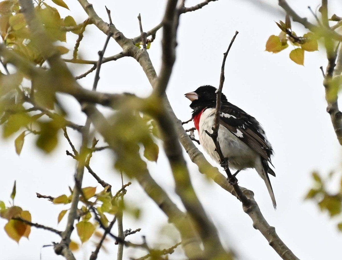 Rose-breasted Grosbeak - Kathy Marche