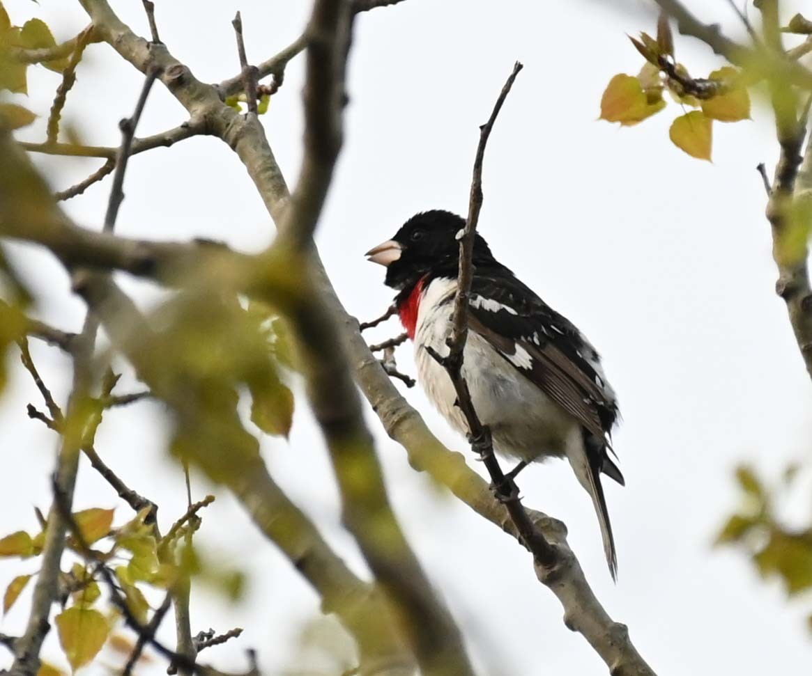 Rose-breasted Grosbeak - Kathy Marche