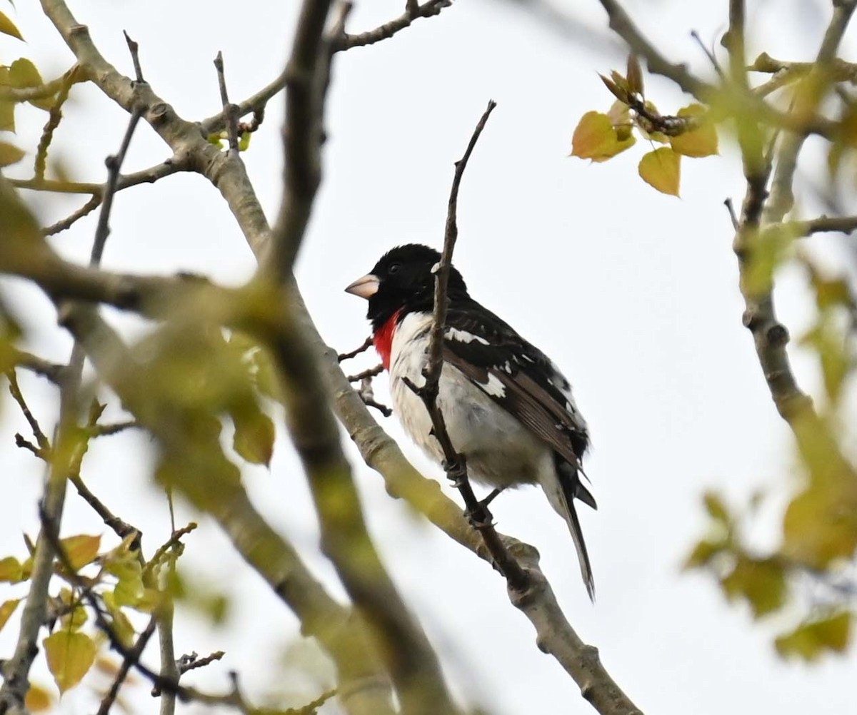 Rose-breasted Grosbeak - Kathy Marche