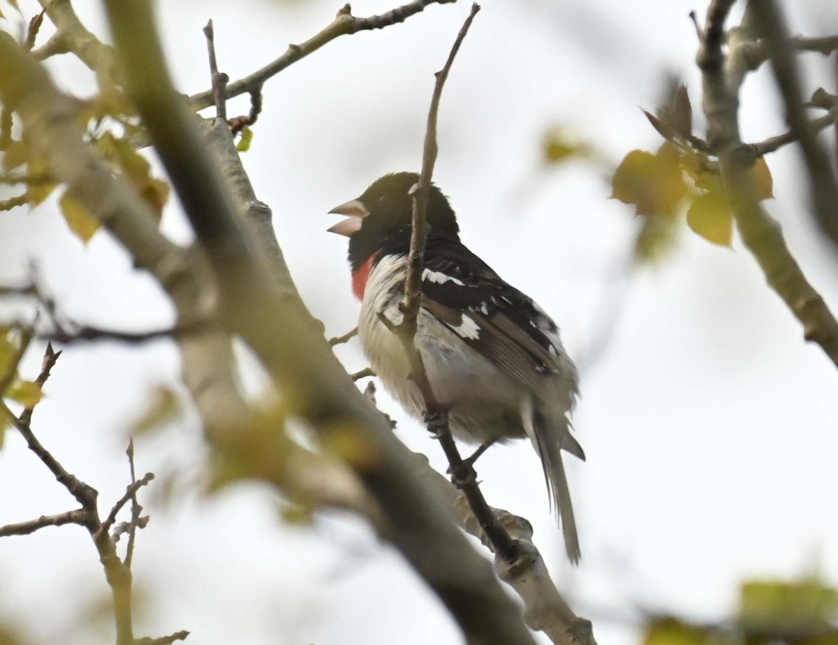 Rose-breasted Grosbeak - Kathy Marche