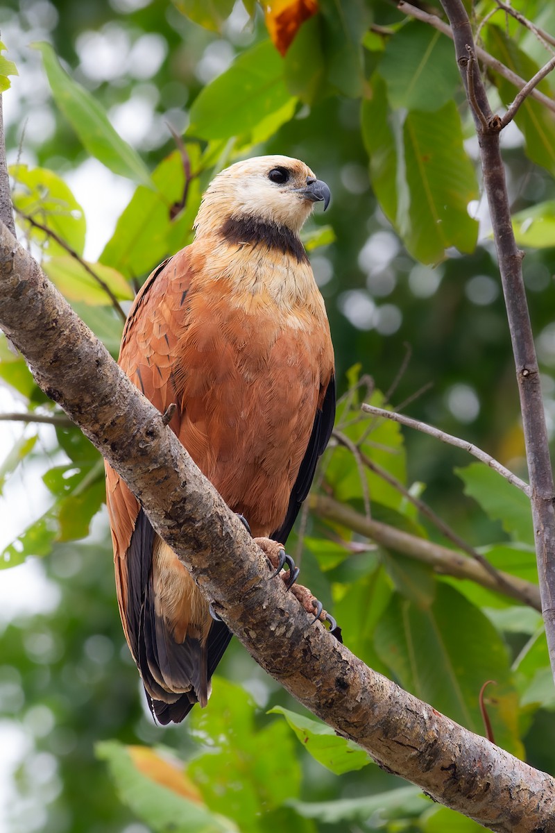 Black-collared Hawk - ML619650312