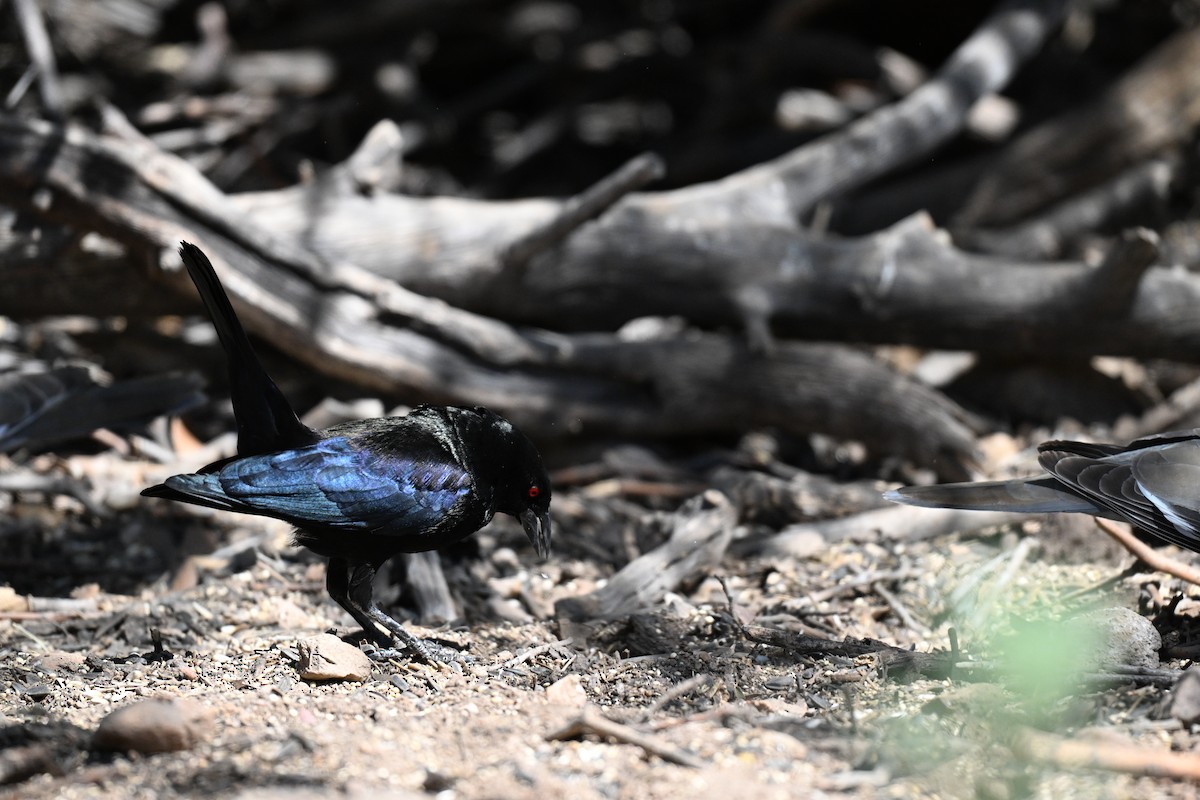 Bronzed Cowbird - Andrea Duran