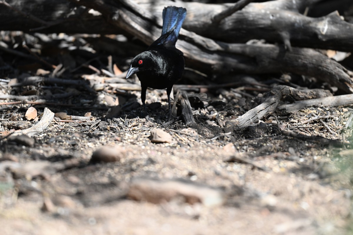 Bronzed Cowbird - Andrea Duran