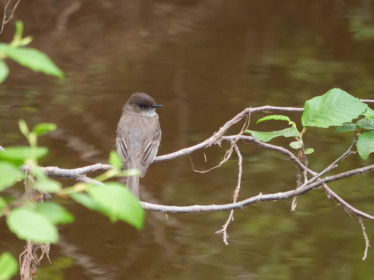 Eastern Phoebe - Natalie Barkhouse-Bishop