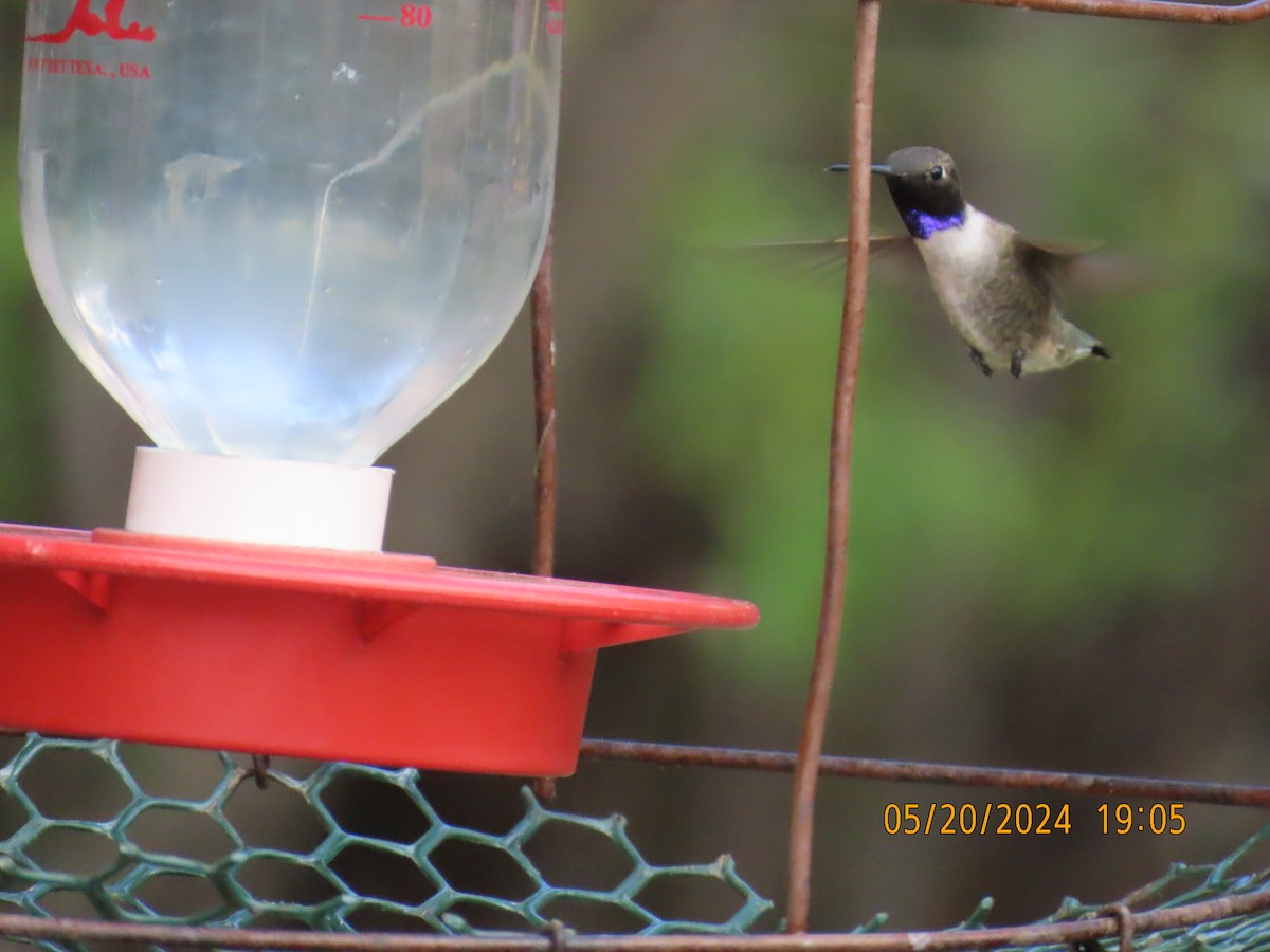 Black-chinned Hummingbird - Andy Harrison