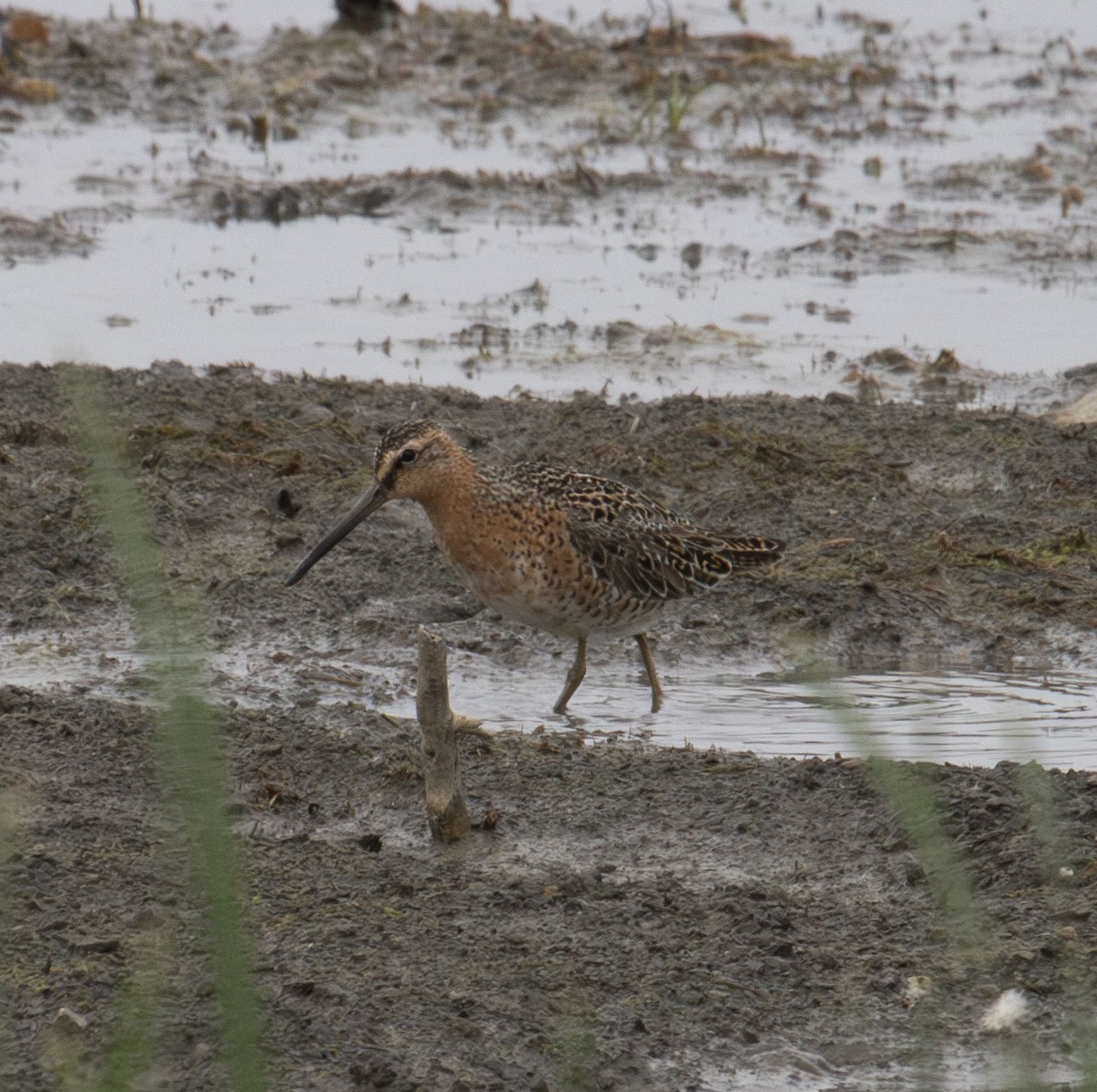 Short-billed Dowitcher - ML619650324