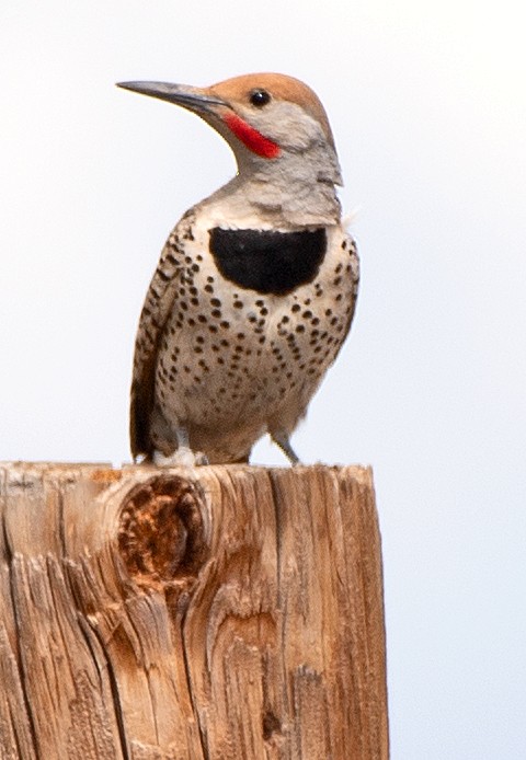 Gilded Flicker - Kenneth Butler