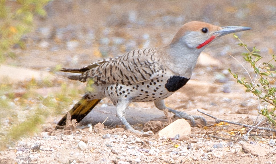 Gilded Flicker - Kenneth Butler