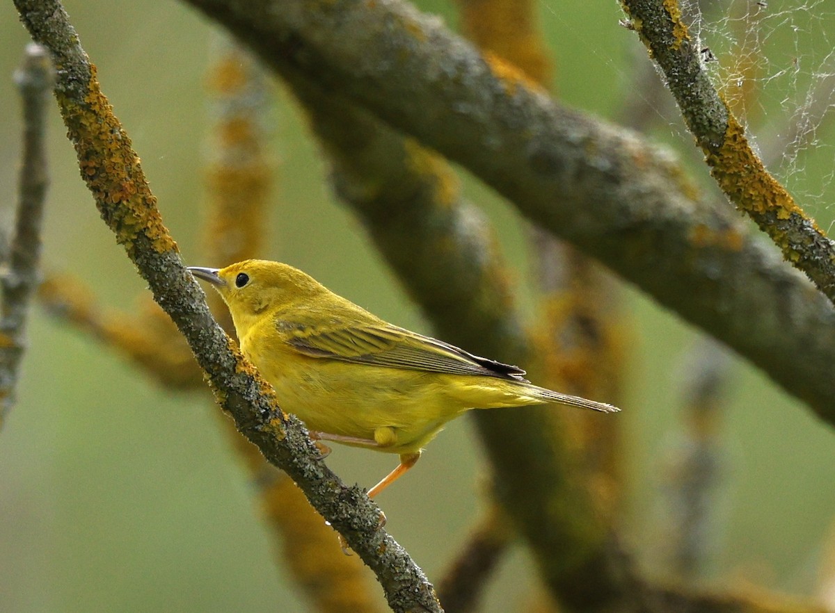 Yellow Warbler - Rob Crawford