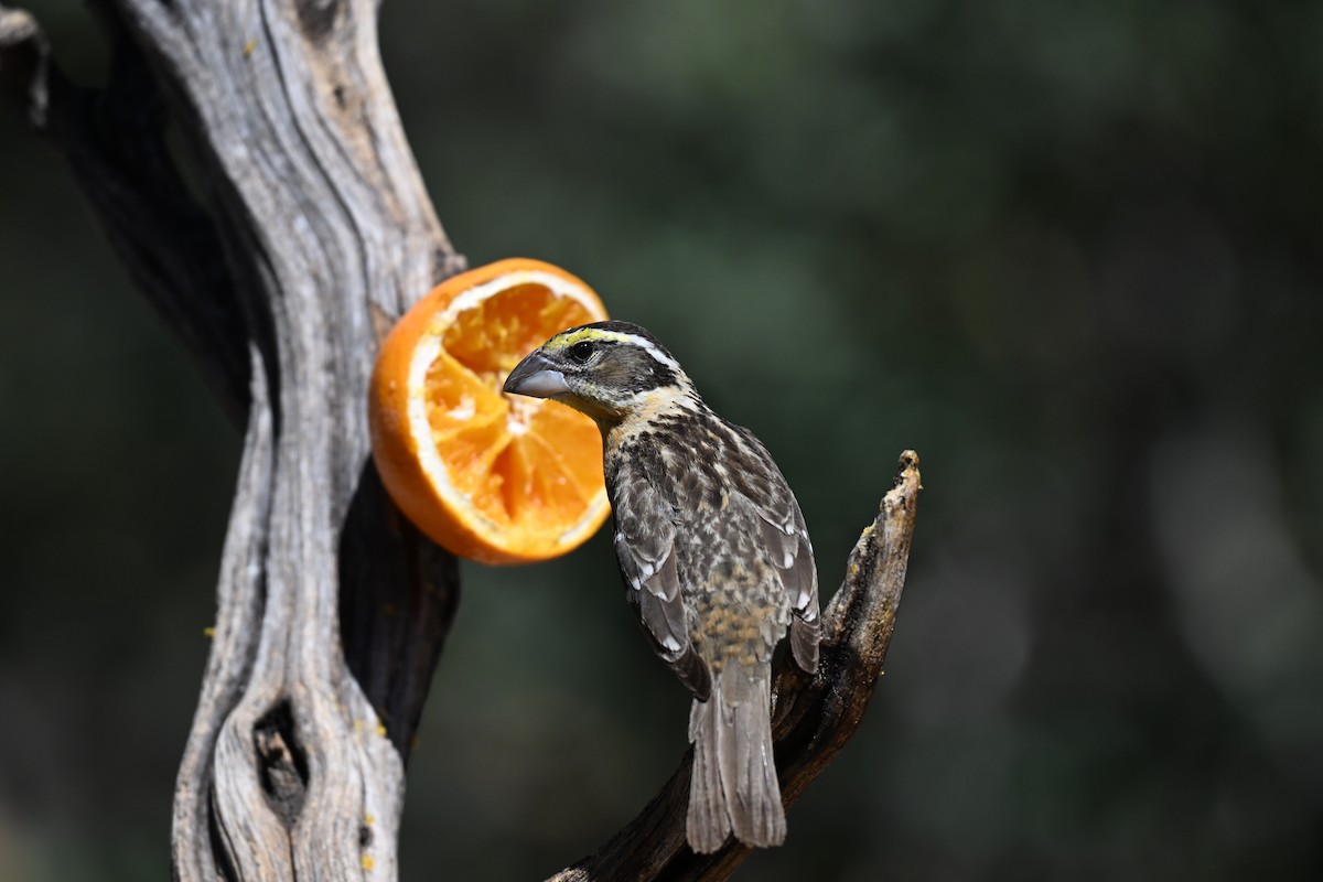 Black-headed Grosbeak - Andrea Duran