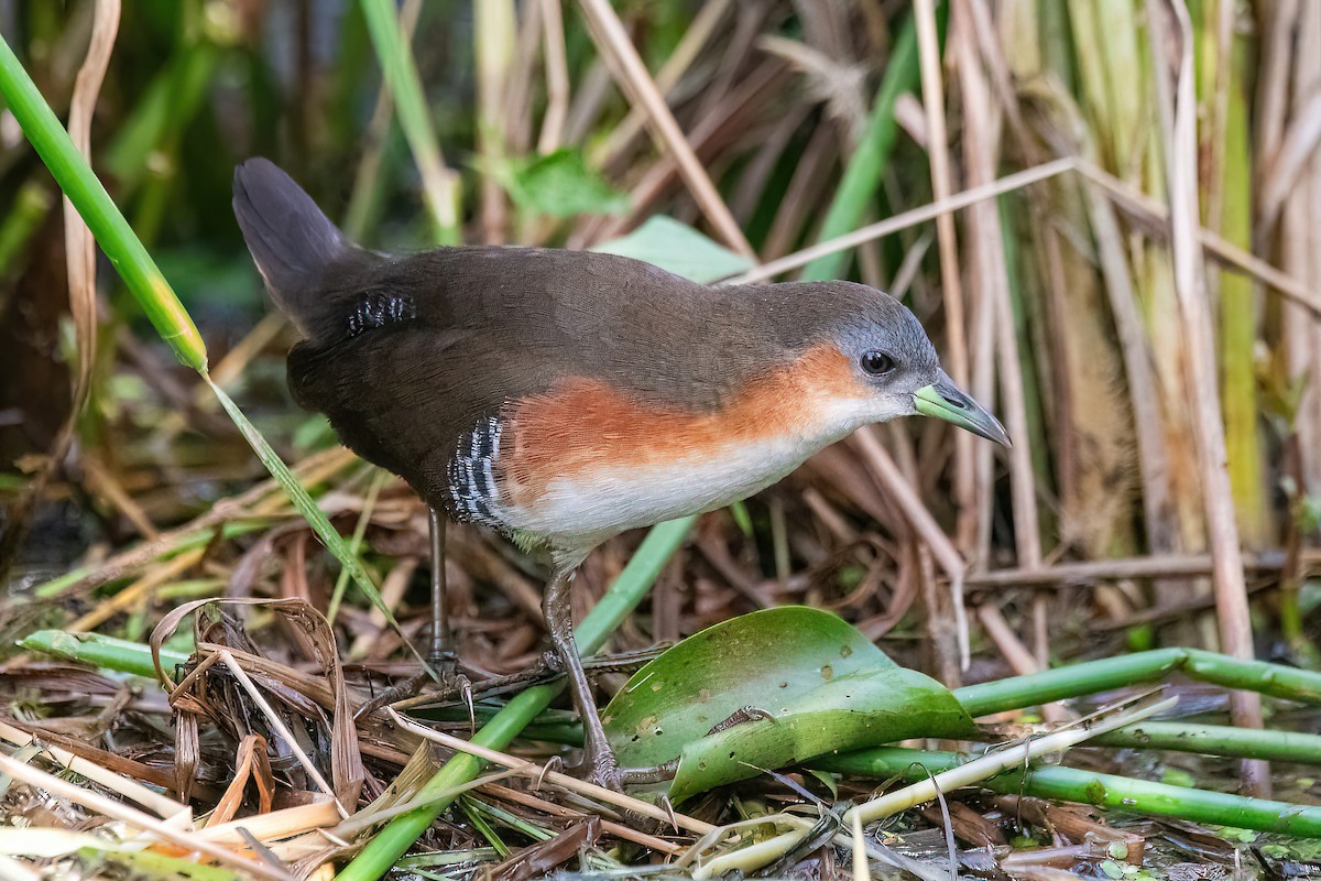 Rufous-sided Crake - Raphael Kurz -  Aves do Sul