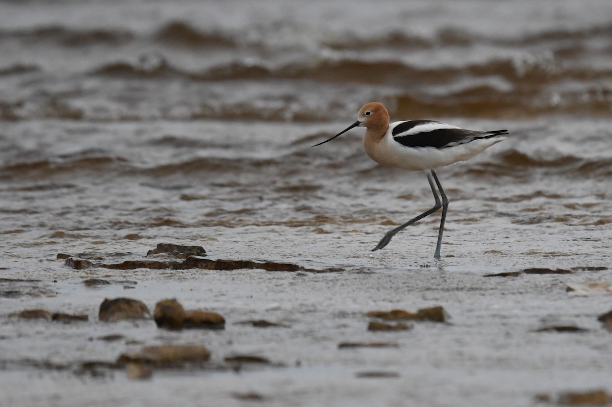 Avocette d'Amérique - ML619650354