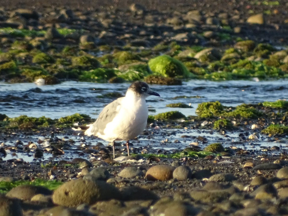 Franklin's Gull - José Ignacio Catalán Ruiz