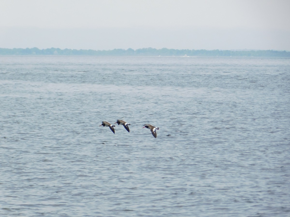 American Oystercatcher - Luis Mendes