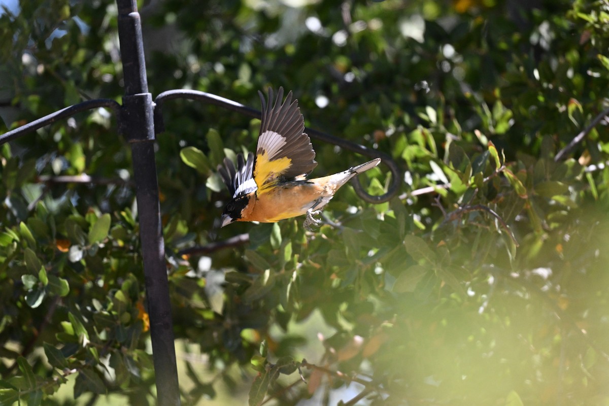 Black-headed Grosbeak - Andrea Duran