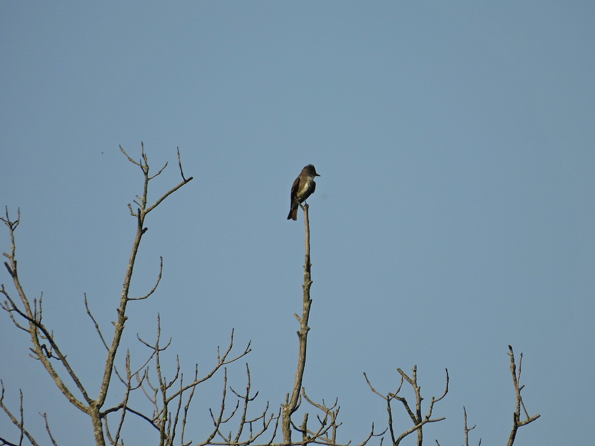 Olive-sided Flycatcher - Jason Kline